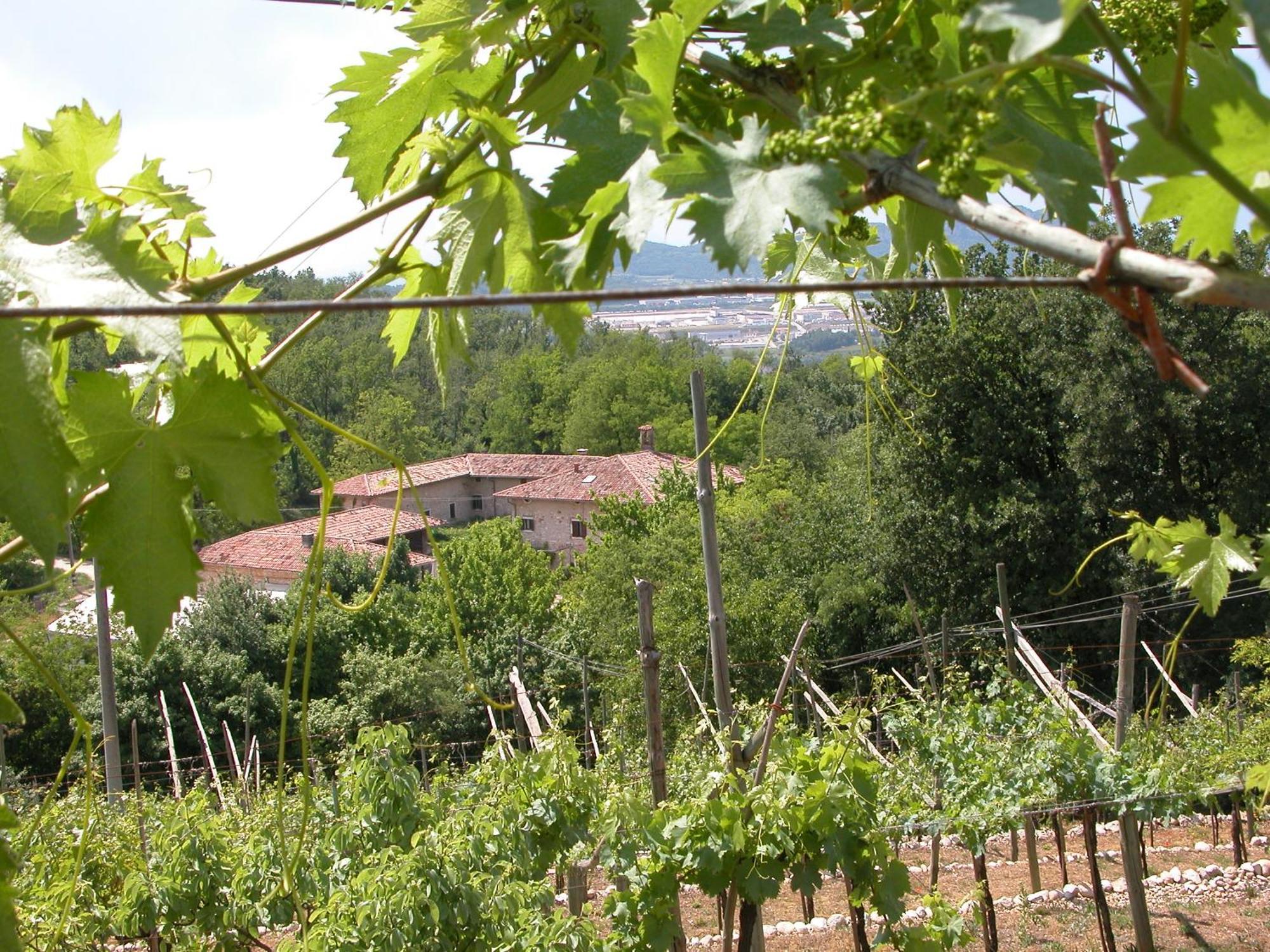 Agriturismo Ca' Verde 산탐브로지오 디 발폴리첼라 외부 사진